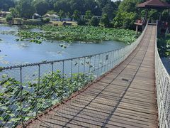 -荷塘月色湿地公园·向阳花洲