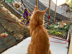 -猫小院猫主题咖啡厅(北锣店)