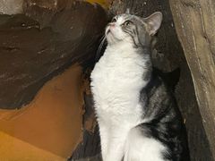 -猫猫幼稚园·撸猫·桌游·电玩