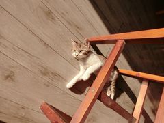 -海边的猫和咖啡馆