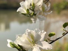 -广东花都湖国家湿地公园