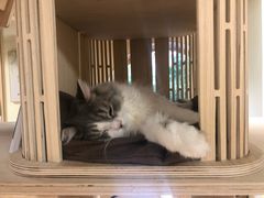 -猫和宫(六道口店)