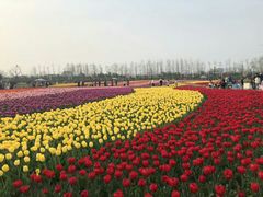 -荷兰花海