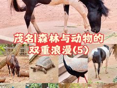 -广东茂名森林公园