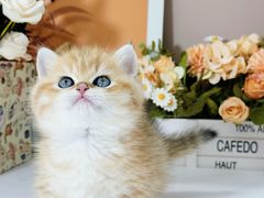 -小猫来了·猫舍(红山六九七九店)