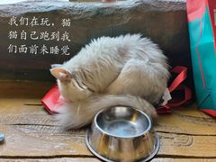 -猫猫幼稚园·撸猫·桌游·电玩