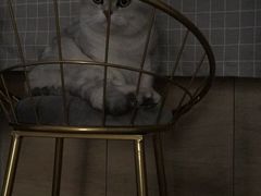 -帕帕拉兹宠物(亚洲旗舰店)