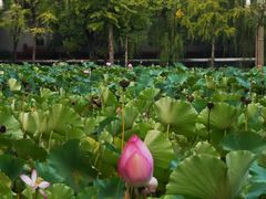 -四川大学(望江校区)