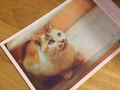 明信片-猫的天空之城概念书店(苏州诚品店)