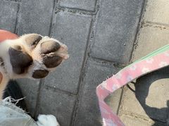 -汪小喵宠物·戴维斯乐芳希施宠馨宝皮毛调理洗护店