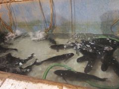 -杨林闻老三酸菜鱼(总店)