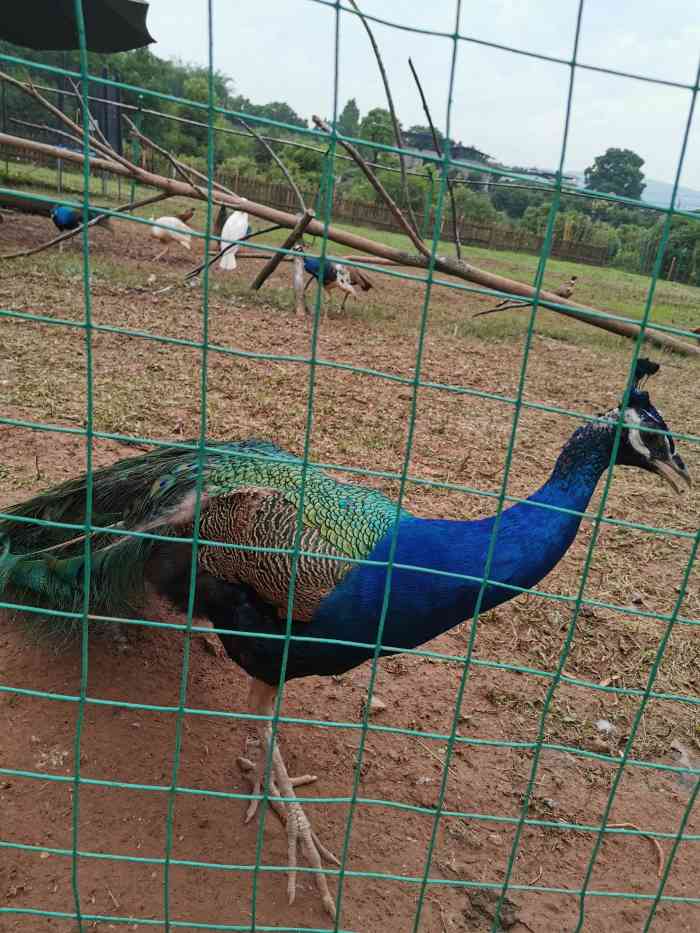 角蛙爸爸农场-"在网上查到后一家人都来打卡!68块钱一家.