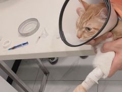 -艾吉宠物医院·疑难杂症转诊中心·猫友好(碧江路院)
