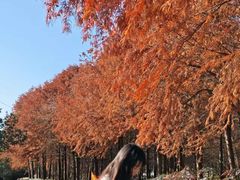 -上海海湾国家森林公园