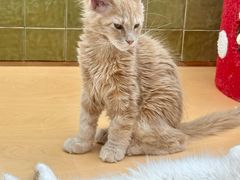 -帕帕拉兹宠物(亚洲旗舰店)