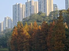 -重庆彩云湖湿地公园