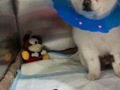 -伟伟宠物医院·CT影像中心·瑞派犬猫综合性门诊(汉口总院)