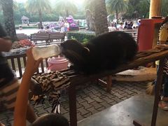 -清迈夜间动物园