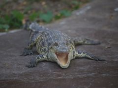 -清迈夜间动物园