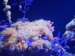 -西雅图水族馆