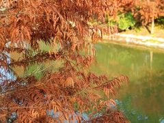 -上海海湾国家森林公园