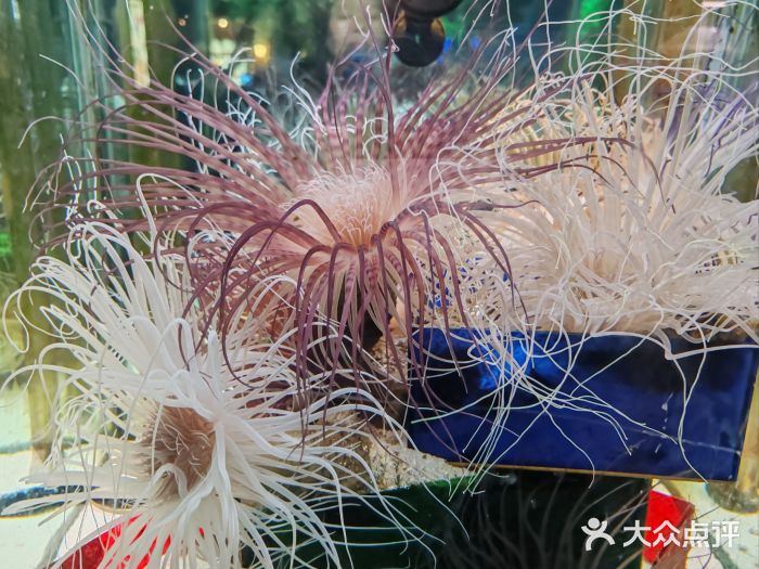 太平洋海底世界图片