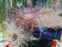 -太平洋海底世界