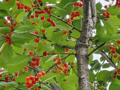 -樱桃山旅游景区