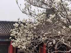 -颐和园