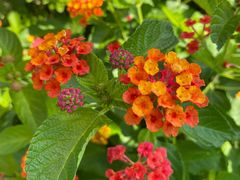 -桃花岛景观公园