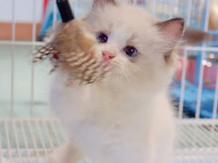 -翊宠yipet猫狗购宠庄园