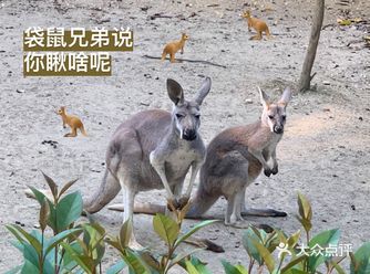 真的很久没有去动物园了呢