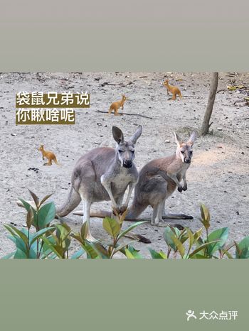 真的很久没有去动物园了呢