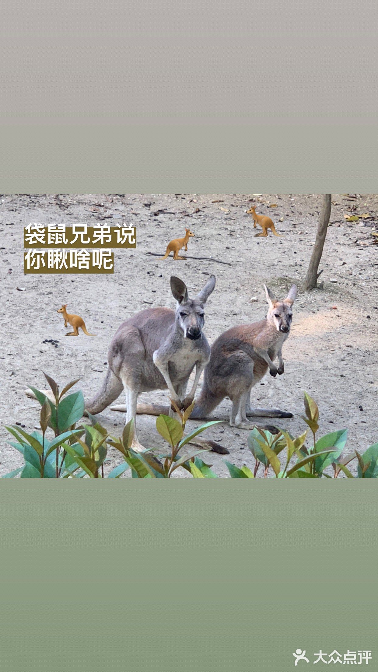 真的很久没有去动物园了呢