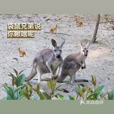 真的很久没有去动物园了呢