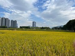 -光明小镇欢乐田园