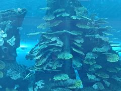 -迪拜水族馆及水下动物园