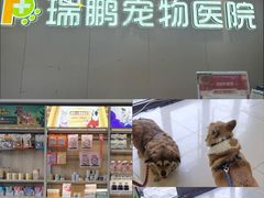 -瑞鹏宠物医院•异宠•宠保定点•流浪定点救助宠物医院(青祁店)
