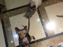 -猫色咖啡·猫咖
