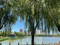 -莲花池公园