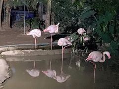 -清迈夜间动物园