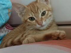 -爱诺耐芙动物医院(万博店)