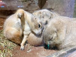 点击看大图 -宝燕乐园(闵行旗舰店)