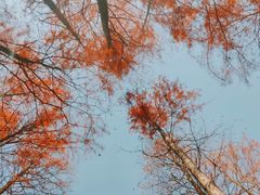-青龙山国家森林公园