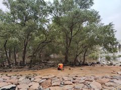 -宝安西湾红树林湿地公园