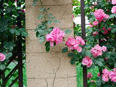 -菊园百果园