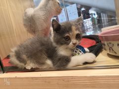 -屋虎猫馆(宝安大仟里店)