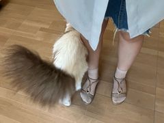 -唐小姐の私宠·宠物洗护美容·撸猫馆·购宠(周浦万达旗舰店)