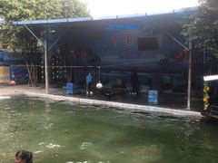 海狮表演-福州动物园