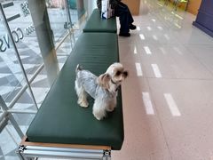 -帕帕拉兹宠物(亚洲旗舰店)